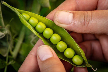 Farmer holding freshly picked green pea pod