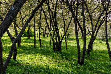 Obraz premium Cherry Orchard. Beautiful summer photo of cherry trees in the garden after flowering.