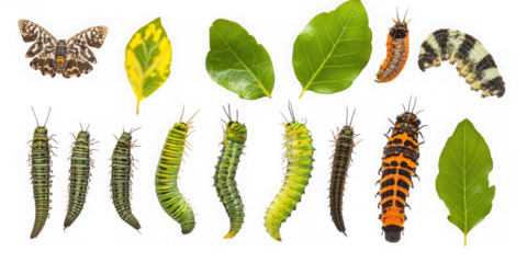 Various caterpillars and leaves arranged studio shot on transparent background