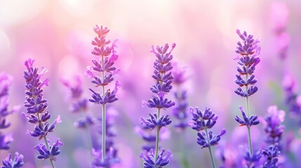 Obraz premium Lavender field blossom beauty