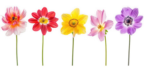 Five single stemmed flowers in a row with pink red yellow and purple petals isolated on transparent background