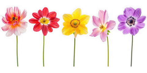 Five single stemmed flowers in a row with pink red yellow and purple petals isolated on transparent background