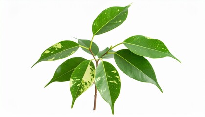 Fototapeta premium Ficus benjamina green and spotted leaves isolated on white