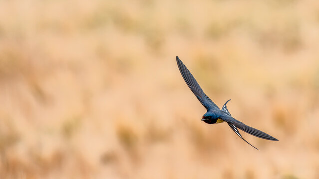 Schwalben im Flug &uuml;ber ein Getreidefeld