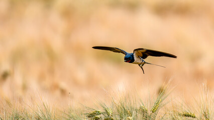 Schwalben im Flug über ein Getreidefeld