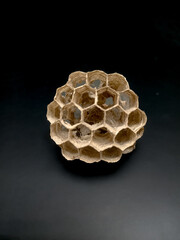 Empty and dry wasp nest with hexagonal cells on dark background