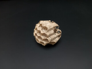 Empty and dry wasp nest with hexagonal cells on dark background
