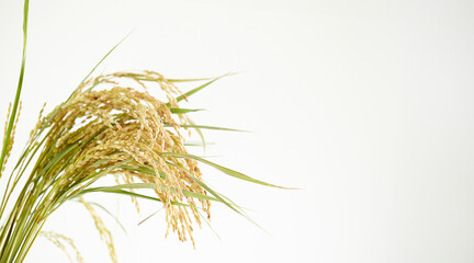 Ripe rice on a white background © mnimage