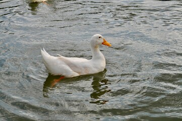 White call duck swimming gracefully in a calm pond with rippling water.