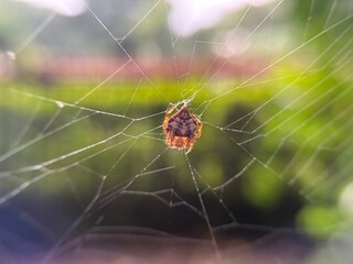 Little spider with its web