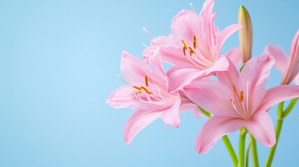 Naklejka premium Beautiful pink lilies against soft blue background create serene and calming atmosphere, perfect for any floral arrangement