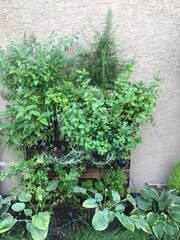 Vertical Herb Wall at a Residential Home – Richmond, BC, Canada

