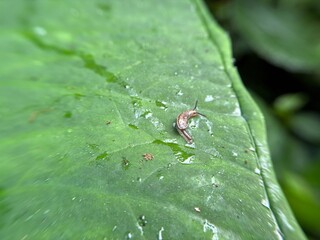 leaf snail