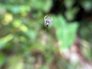 Little spider with its web
