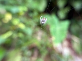 Little spider with its web
