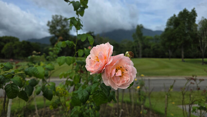 Delicate pink roses in full bloom with a scenic background of green fields, trees, and distant...