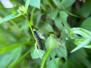 Caterpillars that walk on leaf stems