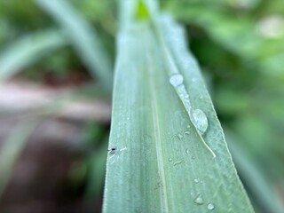 morning dew on the leaves