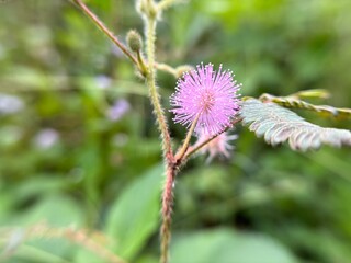Various concepts of flowers and plants