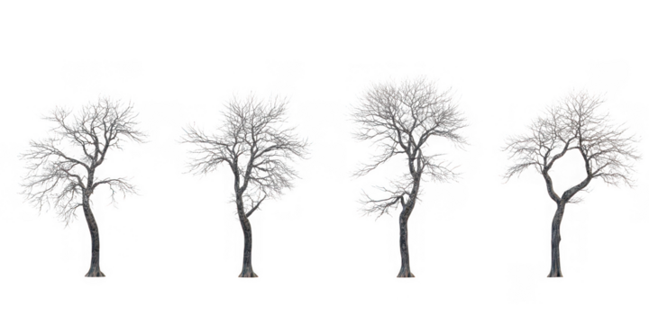 Four bare trees with white foliage standing against a completely  on transparent background