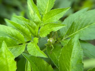 photographing grasshoppers on leaves
