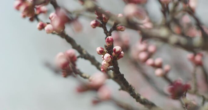 Apricot blossoms in spring are in bud.