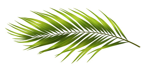 Obraz premium Green leaf of palm tree on transparent background png.