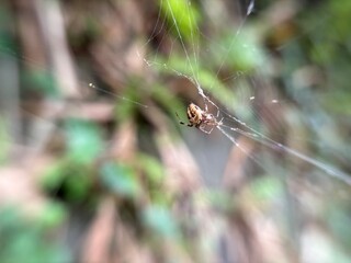 Little spider with its web
