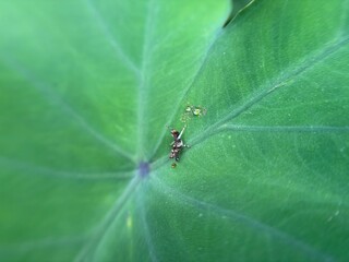photographing grasshoppers on leaves