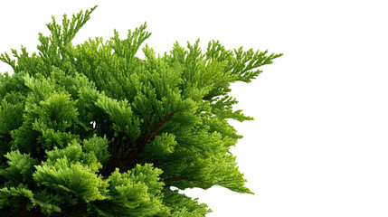 Fototapeta premium Golden Conifer foliage