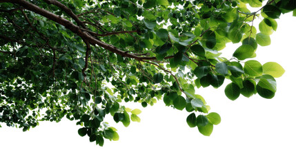 Obraz premium Leafy Canopy: A view from below, capturing the vibrant leaves of a tree against the light, creates a feeling of peace and harmony. 