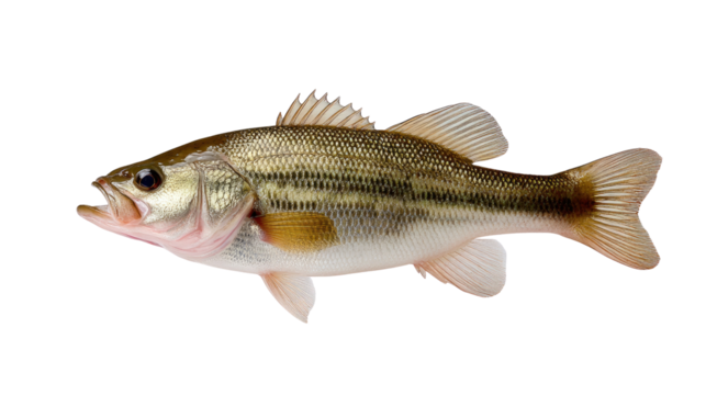 Largemouth Bass: An isolated, lifelike depiction of a largemouth bass. Emphasizing its iconic features in vibrant detail, portraying its sleek form and unique color palette.
