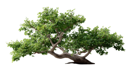 Lush Green Tree: A vibrant, full, green tree with gnarled, thick trunk and sprawling branches, isolated on a white background.  