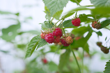 Delicious Fresh Raspberries Grown on the Vine in a Nurturing Greenhouse Environment