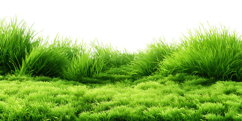 Lawn grass in summer, illustration nature green field texture, meadow in spring, summer grass on ground, seasonal for four seasons with isolated on transparent background for Sale Banner, Template 