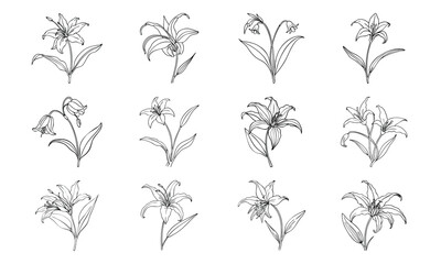 Bundle Glory Lily Curved Petals Flat Crimson And Yellow 61 Glory Lily Curved Petals Fla