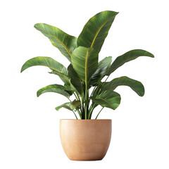 A small plant is in a clay pot