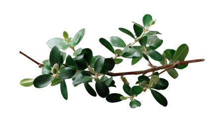 Green Leaf Branch: A delicate branch of lush green leaves extends gracefully, its vibrant foliage symbolizing growth, vitality, and the beauty of nature.