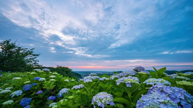 アジサイと夕暮れの雲の流れのタイムラプス動画