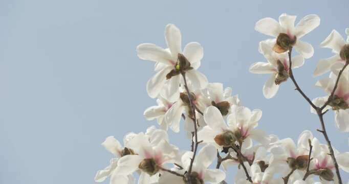 Magnolia flowers bloom in spring
