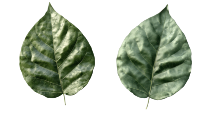 Title: High Quality Two Green Leaf 3D Render Icon Isolated on Clean White Background for Nature and Eco Design Concepts