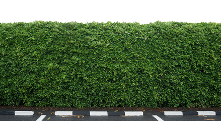 A lush, dense green hedge forms a vibrant natural wall, with a black and white striped curb and...