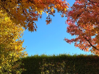 Colorful trees foliage in autumn park.