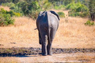 Rear view of African Elephant walking along african savannah - Kruger National Park, South Africa