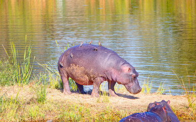 Red-billed Oxpecker birds cleaning Hippo in river - South Africa