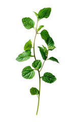 A green leafy plant with a long stem
