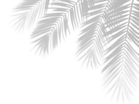 Elegant White Palm Fronds Against a Deep Black Background Creating a Contrast
