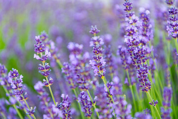 Purple lavender. Lavender flower in summer. France Provence field. Purple lavender bloom in nature. Composition of nature. Summer blooming flower. Blooming flower field. Field of lavender