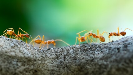 Fire ants are gathering on the tree