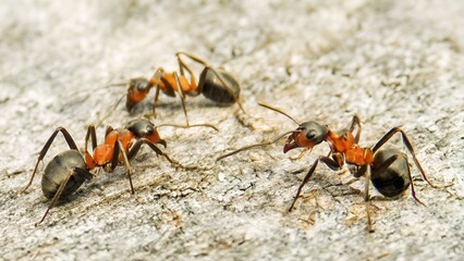 A Macro shot of a Three Red wood ant insect on a pebble ground